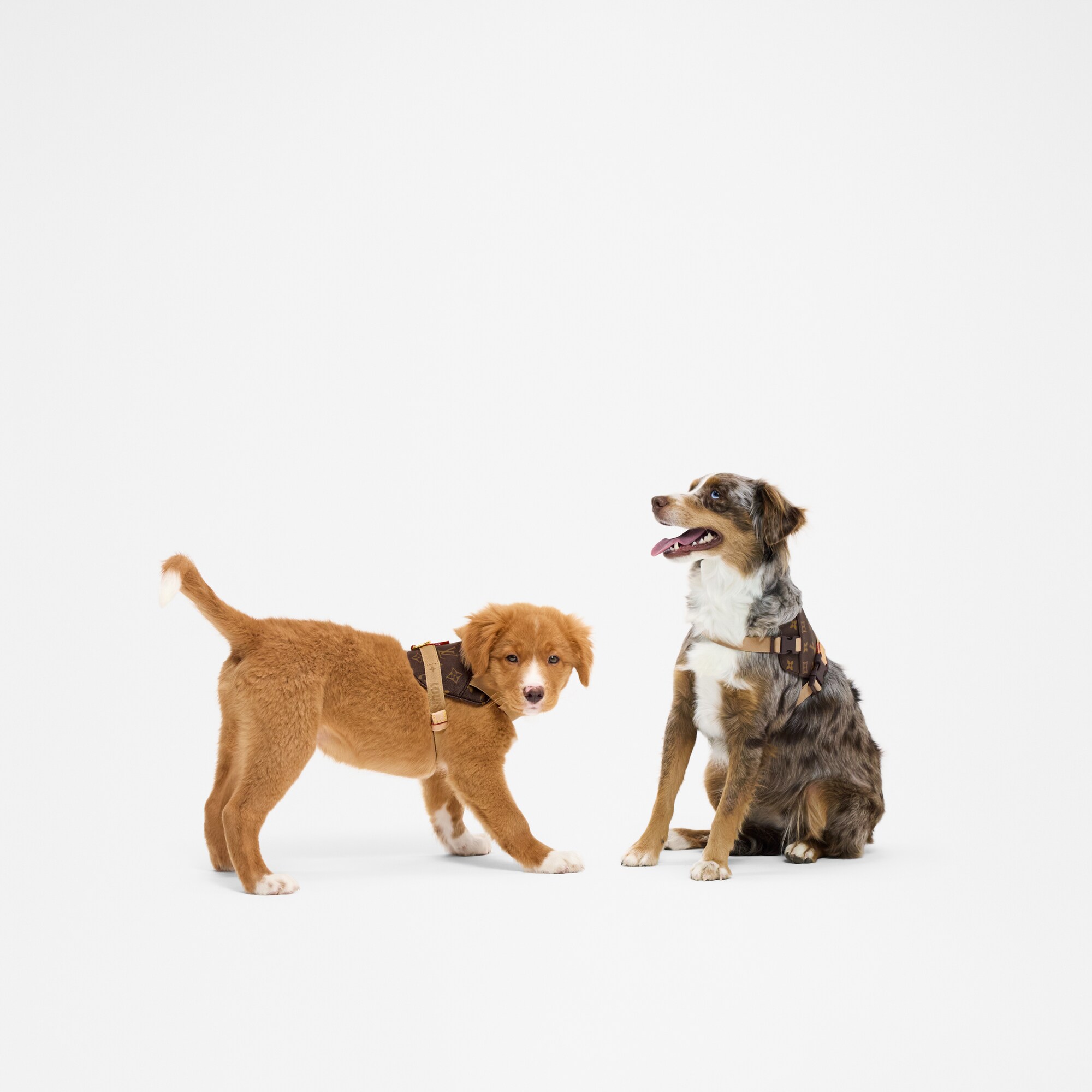 Arnés PM  Baúles, Viaje y Hogar Accesorios de Mascotas } | LOUIS VUITTON (Zoom de producto)