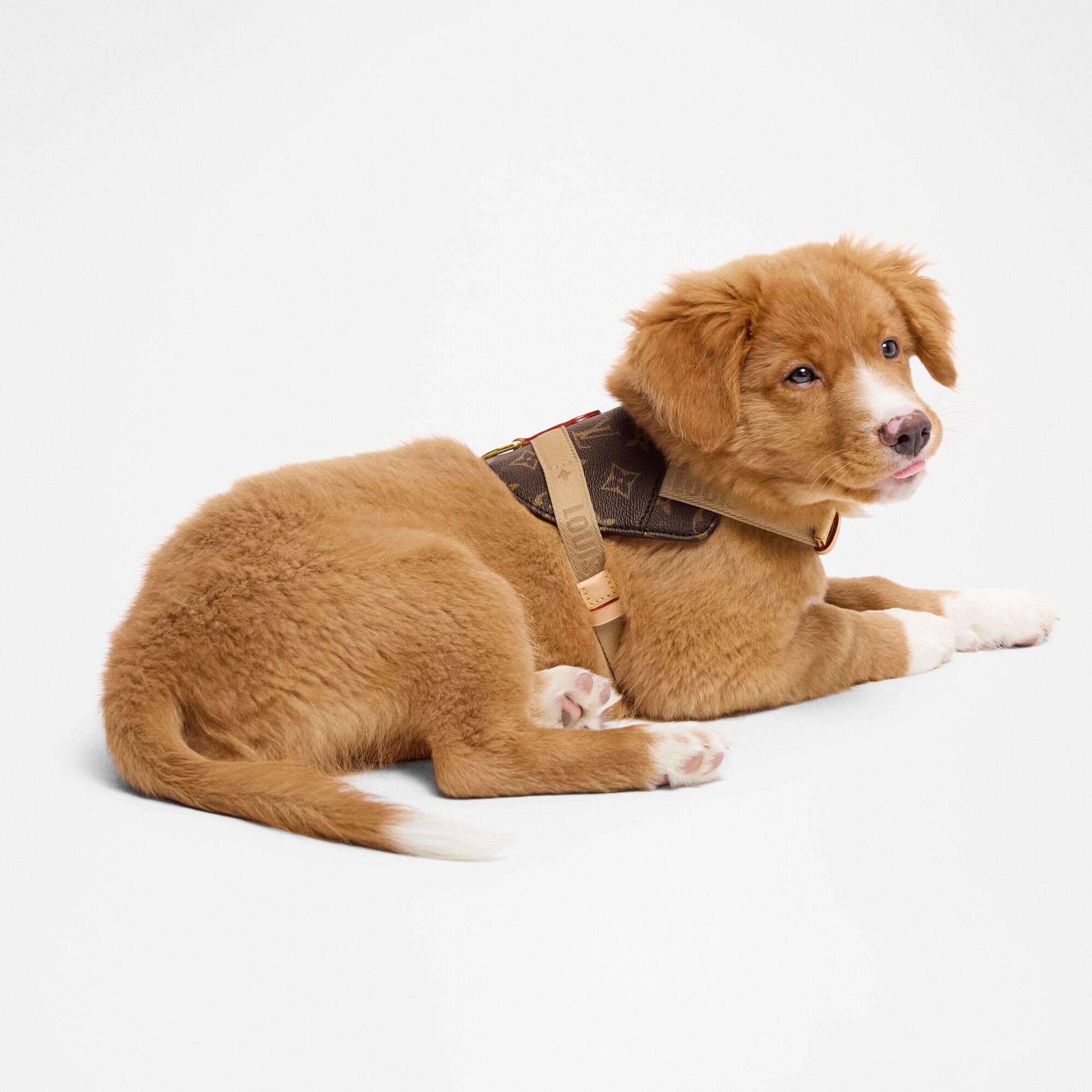 Arnés PM  Baúles, Viaje y Hogar Accesorios de Mascotas } | LOUIS VUITTON (Zoom de producto)
