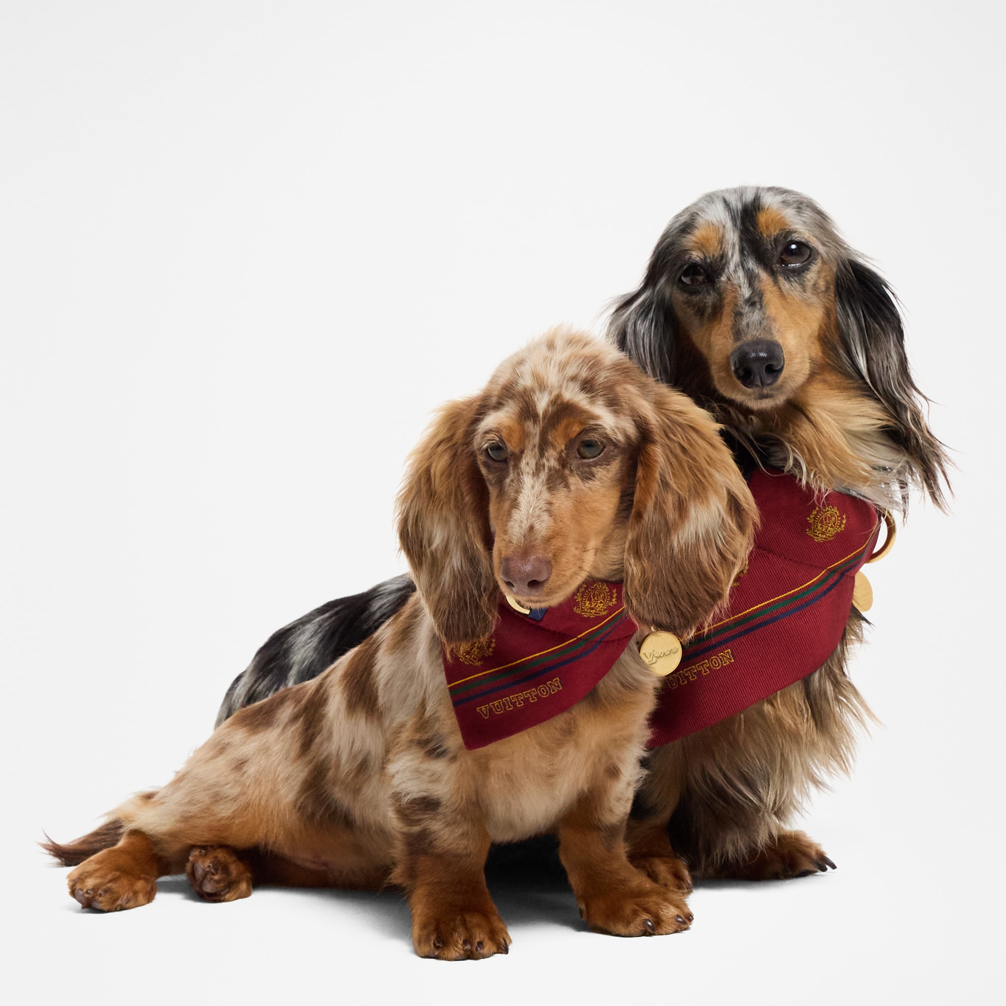 Bandana para perro MM  Baúles, Viaje y Hogar Accesorios de Mascotas } | LOUIS VUITTON (Zoom de producto)