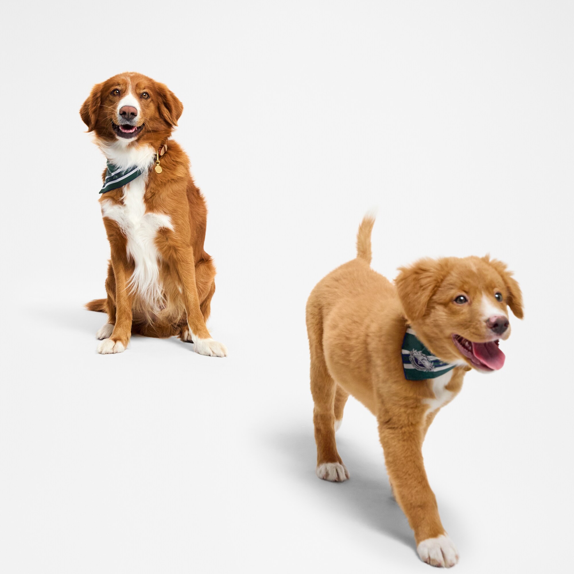 Bandana para perro MM  Baúles, Viaje y Hogar Accesorios de Mascotas } | LOUIS VUITTON (Zoom de producto)