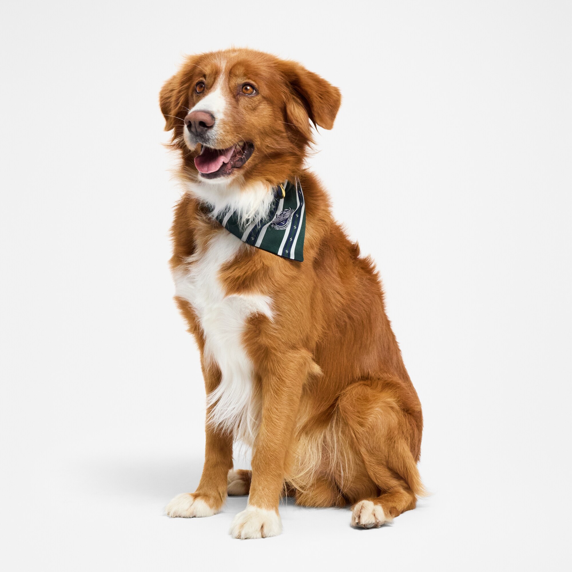 Bandana para perro MM  Baúles, Viaje y Hogar Accesorios de Mascotas } | LOUIS VUITTON (Zoom de producto)