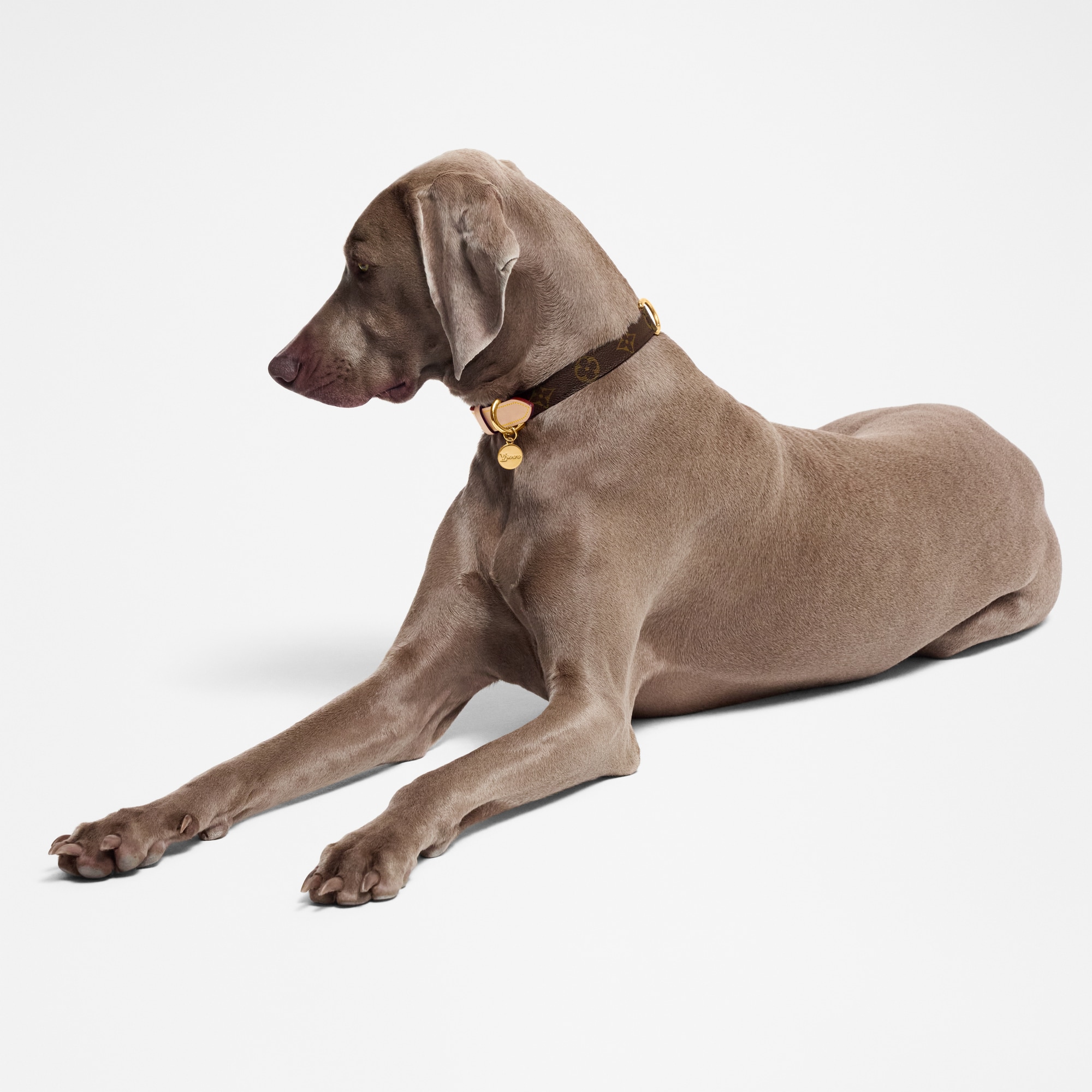 Collar para perro MM  Baúles, Viaje y Hogar Accesorios de Mascotas } | LOUIS VUITTON (Zoom de producto)