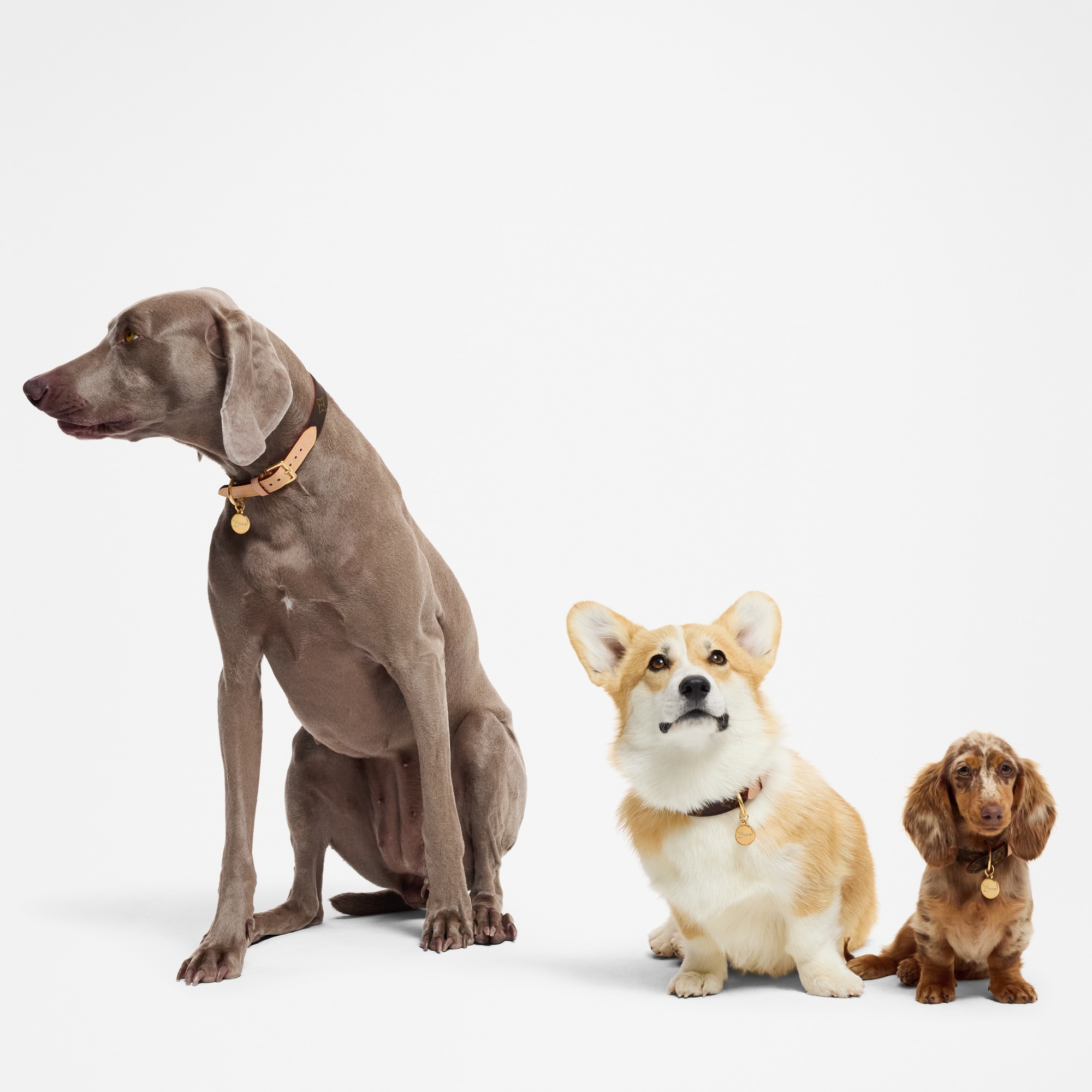 Collar para perro PM  Baúles, Viaje y Hogar Accesorios de Mascotas } | LOUIS VUITTON (Zoom de producto)