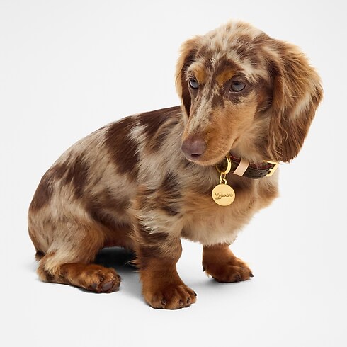 Collar para perro XS Baúles, Viaje y Hogar Accesorios de Mascotas } | LOUIS VUITTON (Zoom de producto)