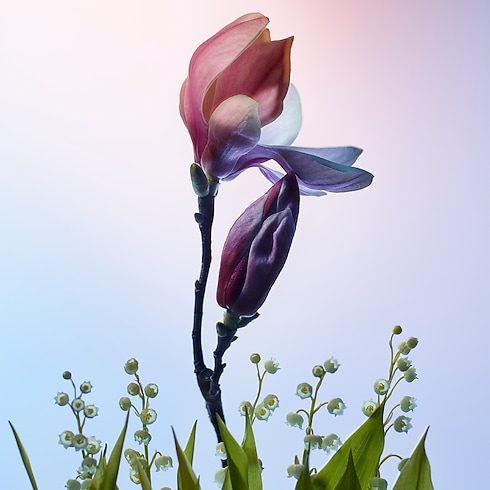 Perfume Apogée Perfumes y Beauty Colecciones Perfumes femeninos | LOUIS VUITTON (Zoom de producto)