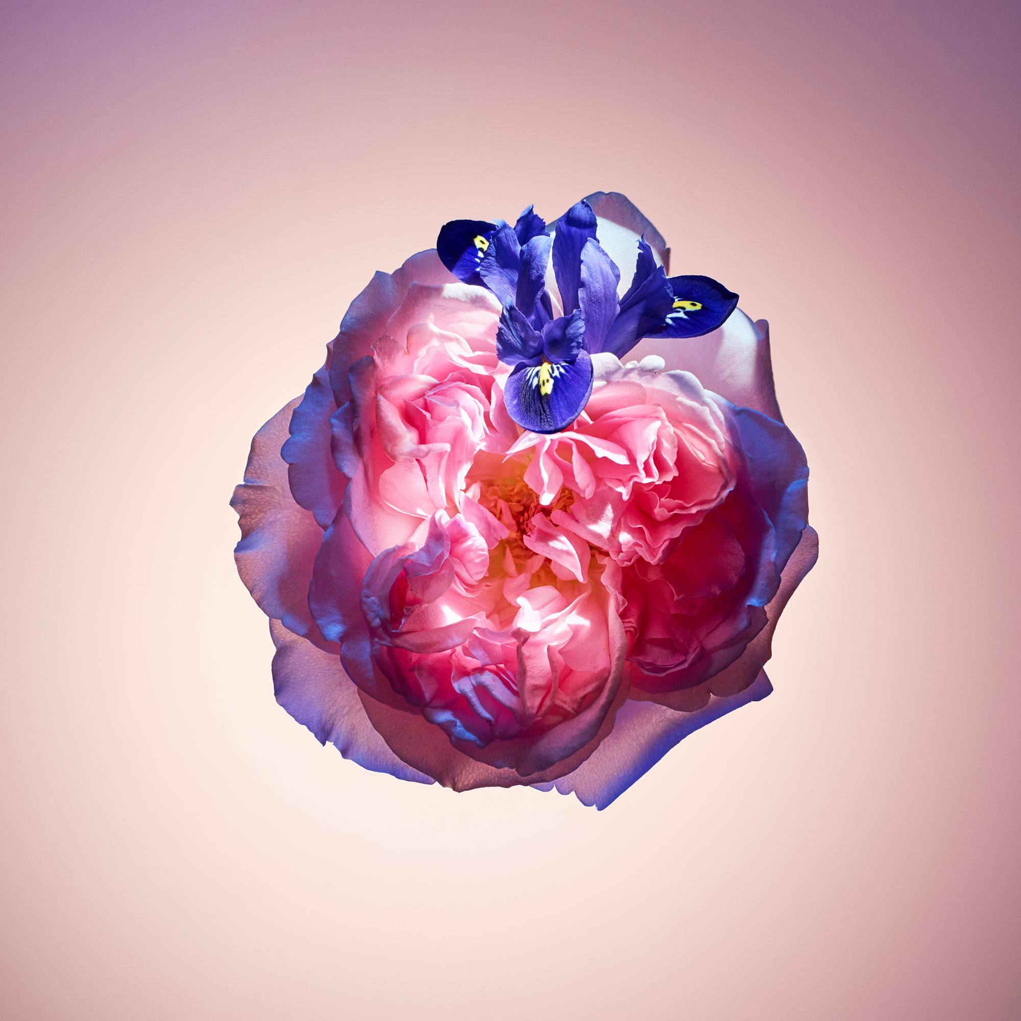 Perfume Rose des Vents (Recambio para espray de viaje)  Perfumes y Beauty Colecciones Viaje | LOUIS VUITTON (Zoom de producto)