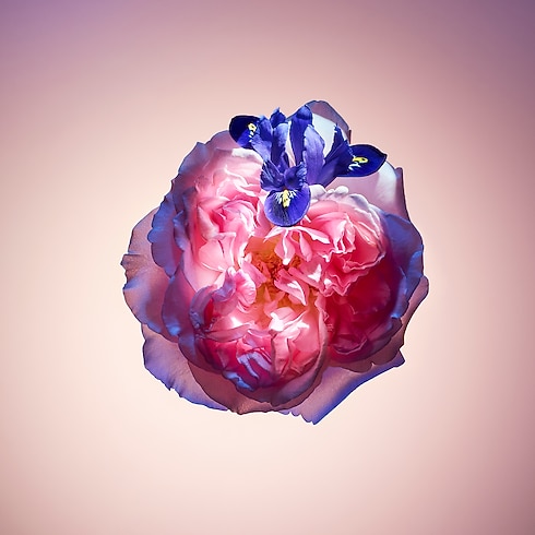 Perfume Rose des Vents Perfumes y Beauty Colecciones Perfumes femeninos | LOUIS VUITTON (Zoom de producto)